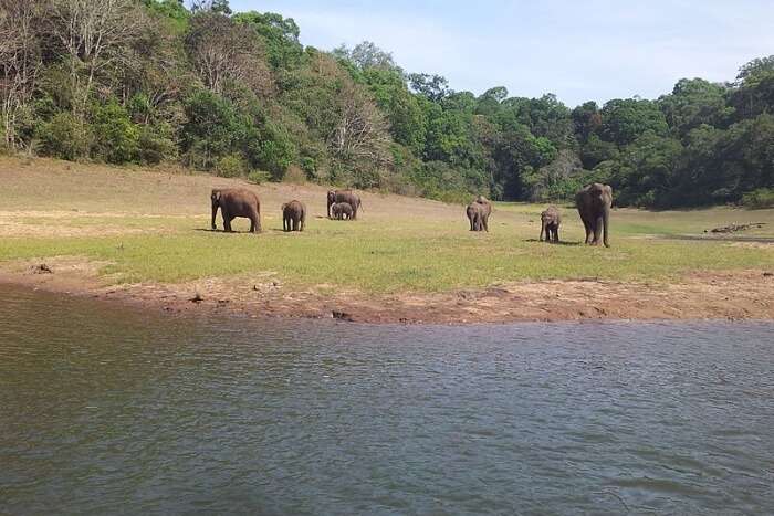 Periyar National Park