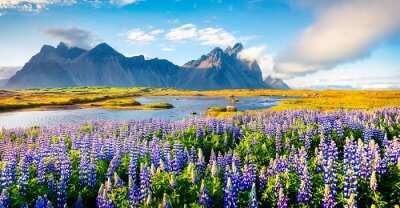 iA colorful view of Iceland which is known as one of the top and best summer holiday destinations in the world