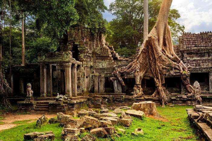 Amazing Spung tree covering the ruins of Preah Khan temple in Cambodia