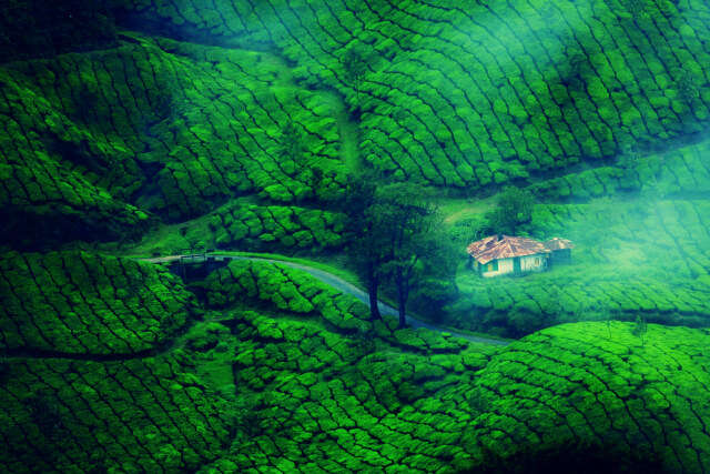 Munnar, Kerala