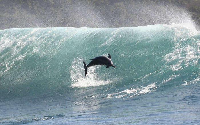 A dolphin diving during high tides 