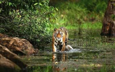 a bengal tiger in water in national park India