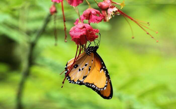 a butterfly sitting on a flower 
