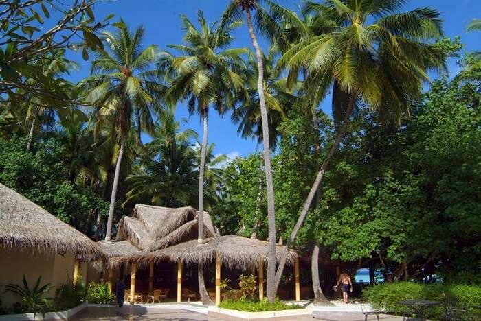 Lush greenery around one of the most famous islands in Maldives