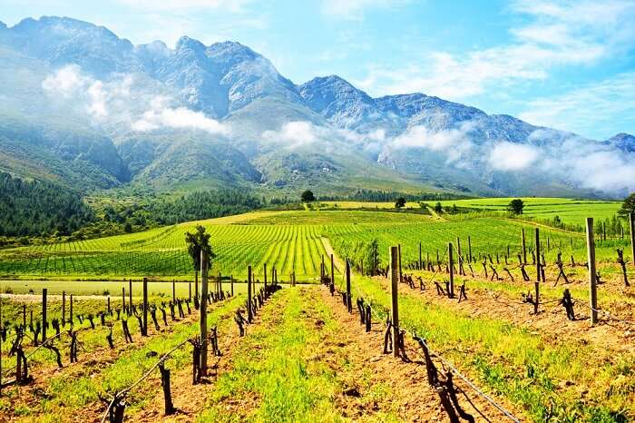Cape Winelands in Africa