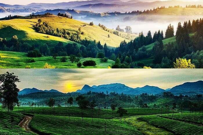 Kodaikanal vs Ooty For Honeymoon