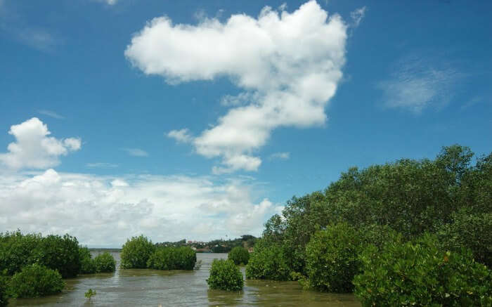 The beautiful Charao Island in Goa is aperfect hideout for couples