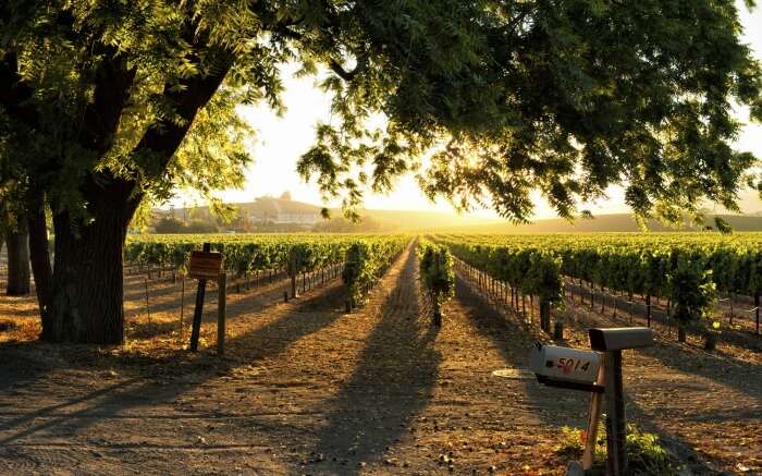 Vineyard in Nashik, one of the natural places to visit in winter in India