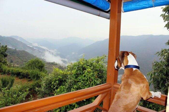 A dog in a balcony of a hotel in mountains