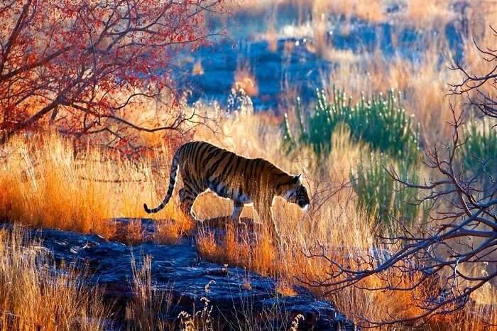 A majestic view of Ranthambore National Park, Rajasthan