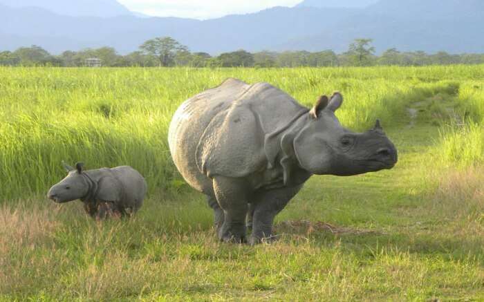 An adult and baby rhino walking on green fields in Assam, one of the Seven Sisters of India