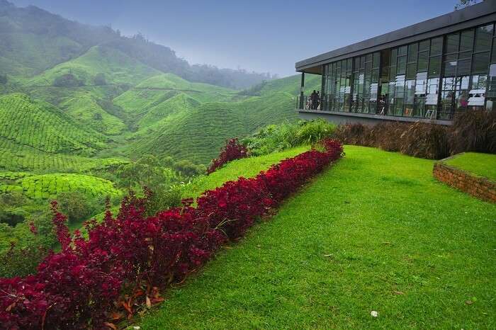 Observation deck at tea plantation in Cameron Highland in Malaysia