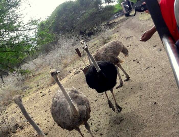 ostrich in casela nature park