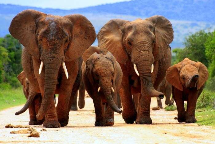 elephants at Addo Elephant National Park in Africa