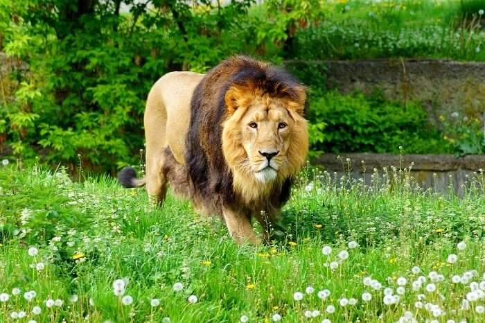 Gir National Park 2023 Guide: Get Info About Asiatic Lions' Kingdom