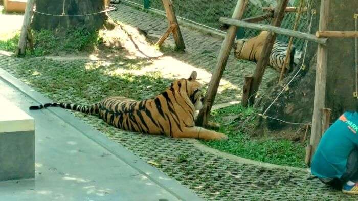 tiger park in pattaya