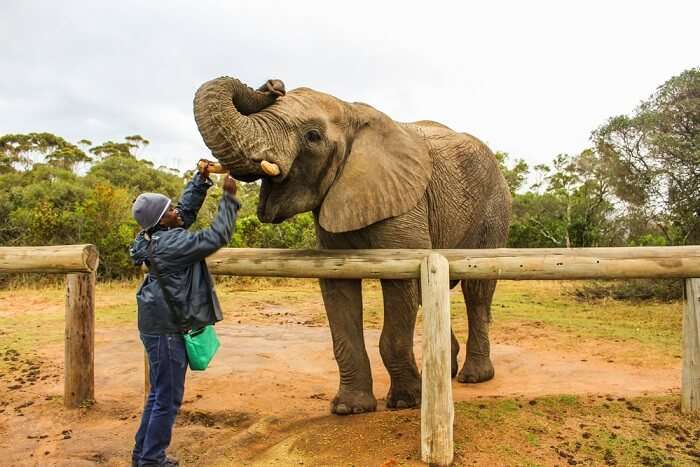 greet elephants at Inkwenkwezi Private Game Reserve