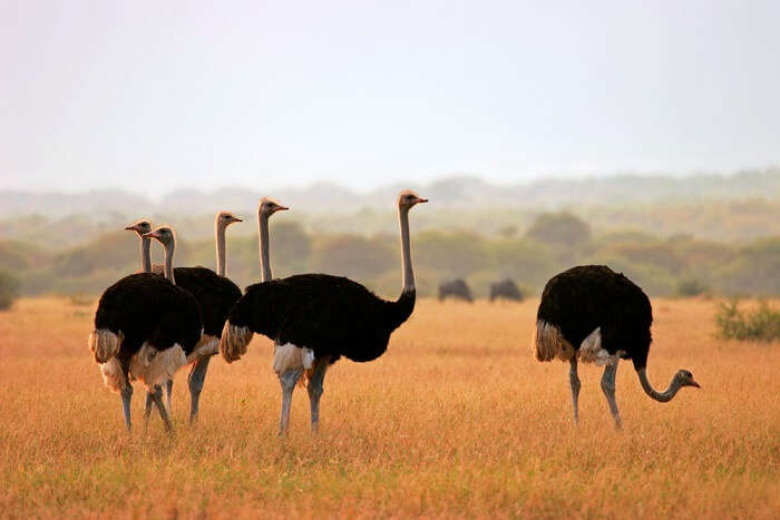 spot ostriches at Marakele National Park