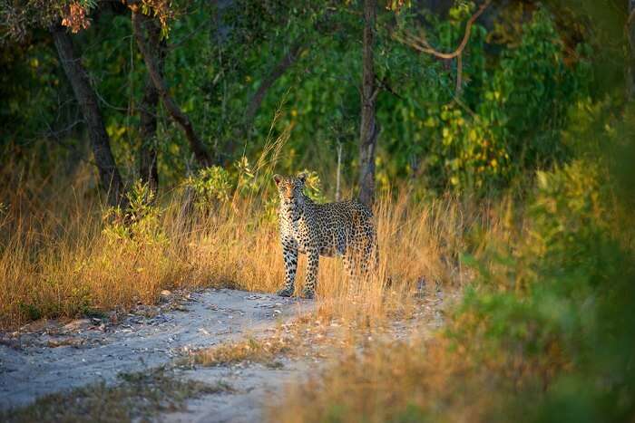 spot leopards at Sabi Sands Reserve