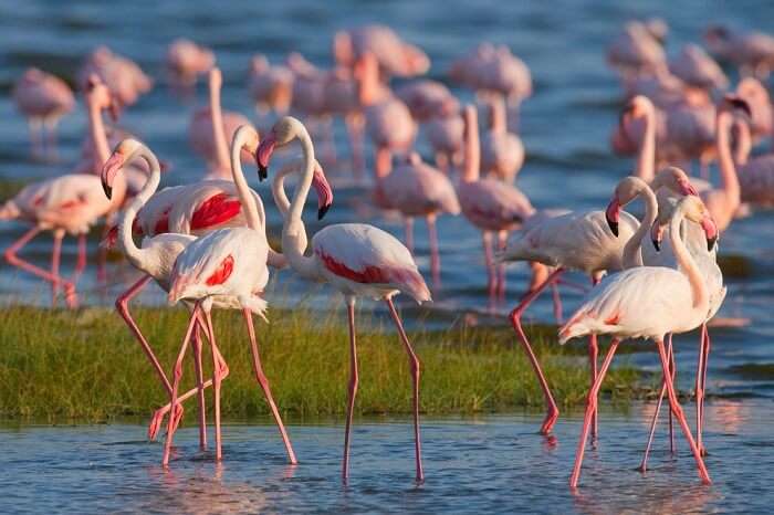 spot flamingoes at West Coast National Park