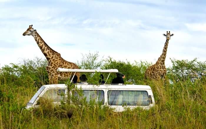 Travelers watching giraffes on a safari in Kenya