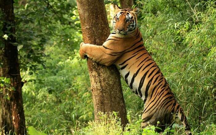 Tiger posing for a photograph in Kanha National Park