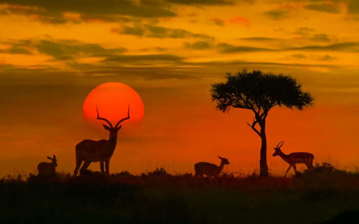 Animals standing in Kruger National Park at sunset