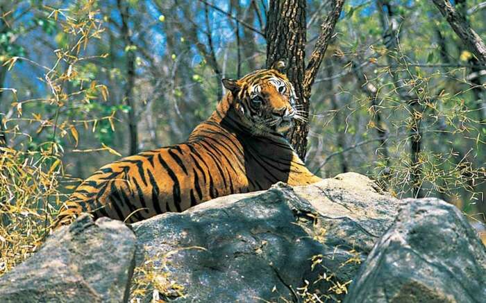 Parambikulam Tiger Reserve: Best Of The Western Ghats In 2023!