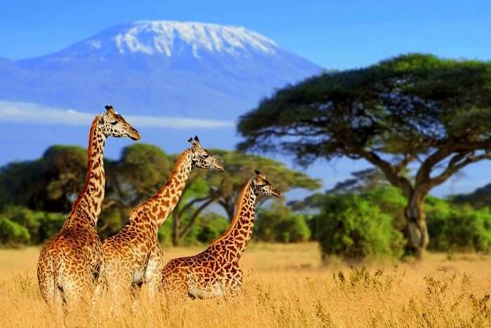 african wildlife safari reviews