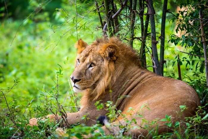 Asiatic lion at gir