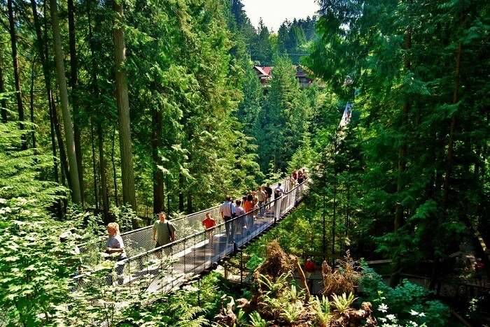 canada suspension bridge cliff walk