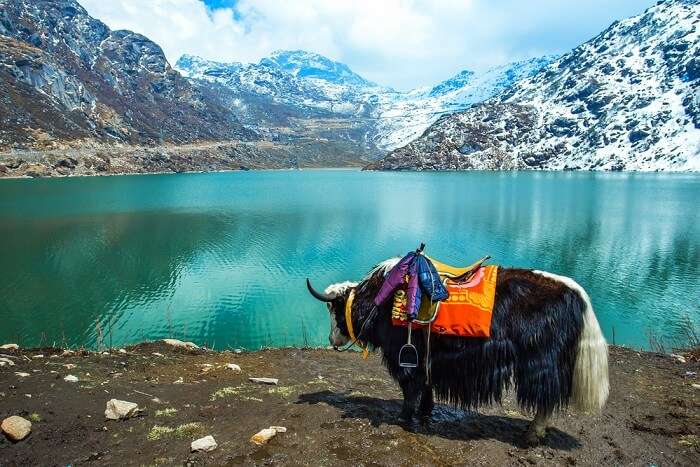 ride a yak in sikkim