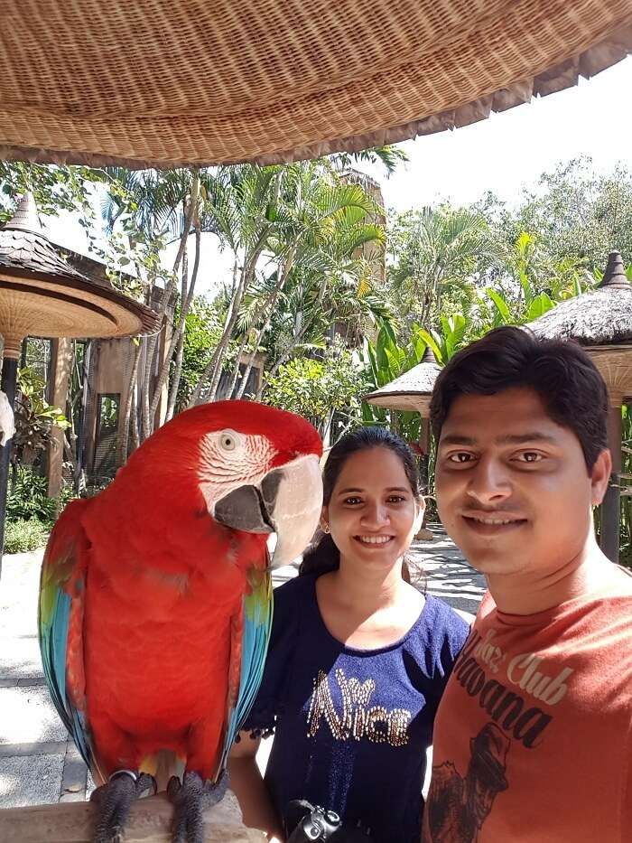 bali birds