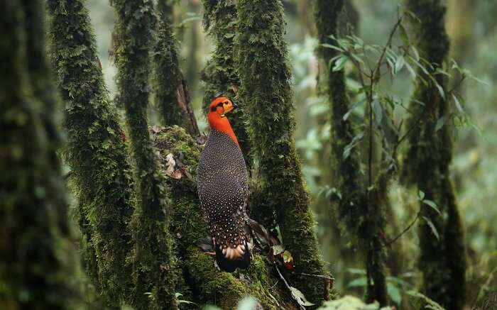 A bird sitting on a tree in Eaglenest Wildlife Sanctuary