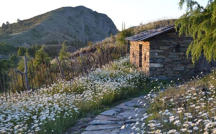 A stone cottage amid flower field 