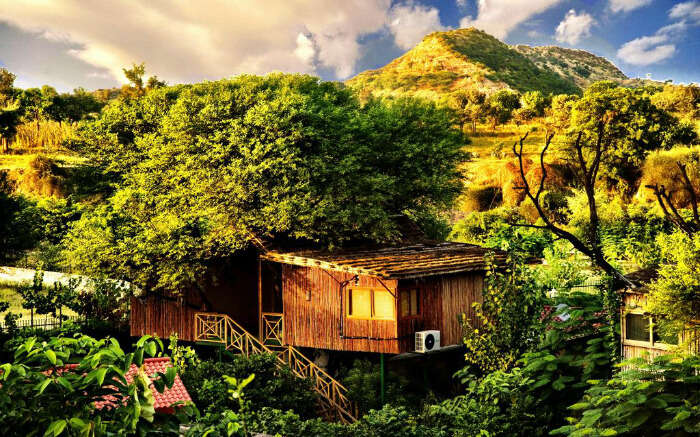 A view of Treehouse Jaipur in Rajasthan