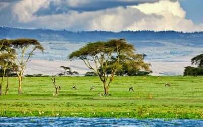 Best Safari In Kenya: Ultimate Guide To A Vacation In The Wild