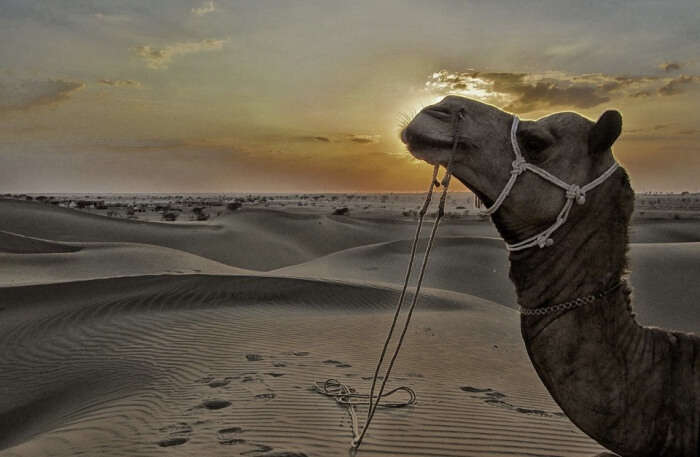 Jaisalmer Desert View