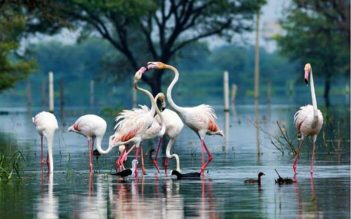 Birds enjoying playful moments in a lake in Bharatpur Bird Sanctuary