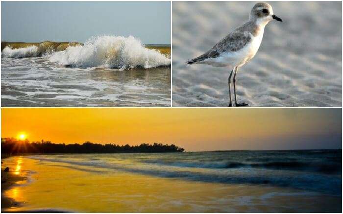 collage of beaches and birds