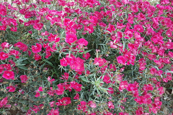 Best Places To Visit In Mashobra