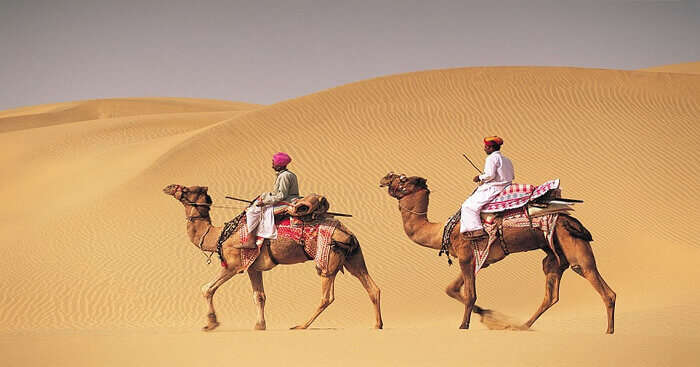 rsz_two-camels-in-the-desert-of-rajasthan-ss290920017_1