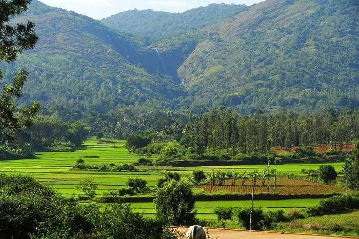 Shopping in Kolli Hills