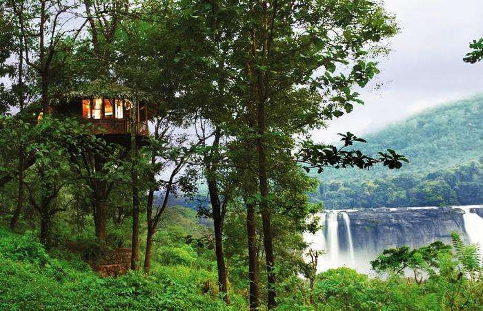 Rainforest Tree House