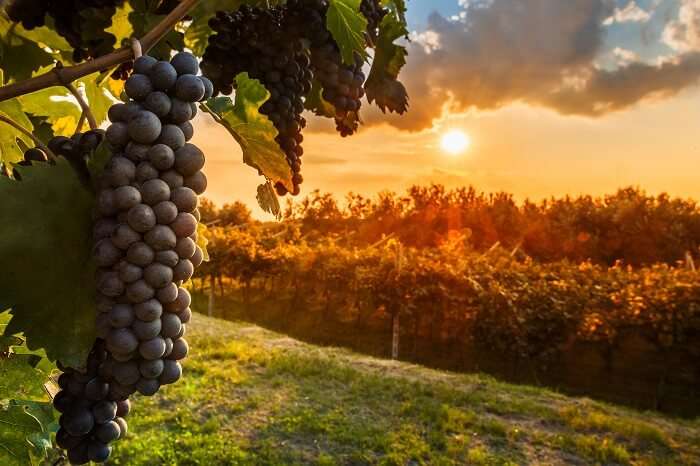 Barossa valley wineries in Australia