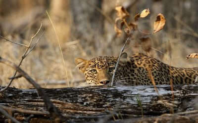 A leopard hiding behind the bush in Pench National Park
