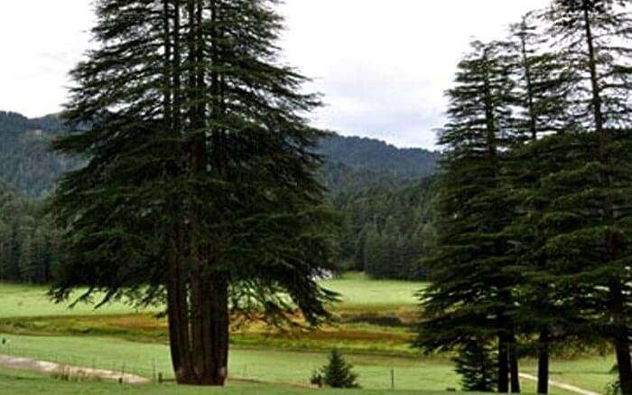 Deodar tree with five shoots 