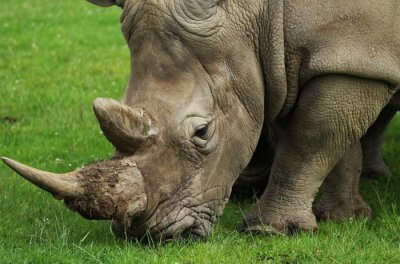 Kaziranga National Park In Assam Is The Largest Home Of Rhinos