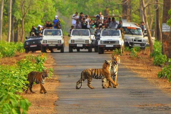 Sariska National Park in Rajasthan