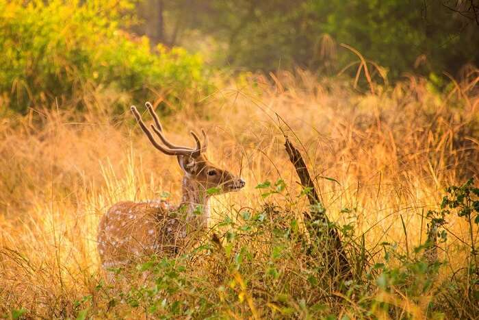 Sariska National Park Timings